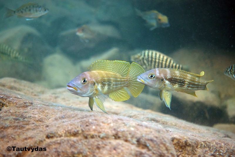Neolamprologus tetracanthus 'Kala'